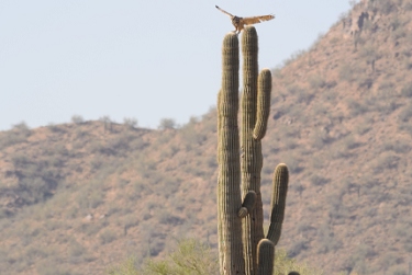 May 22, 2013<br>Great Horned Owl landing sequence